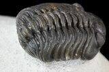 Phacops Araw Trilobite - Excellent Specimen #54398-3